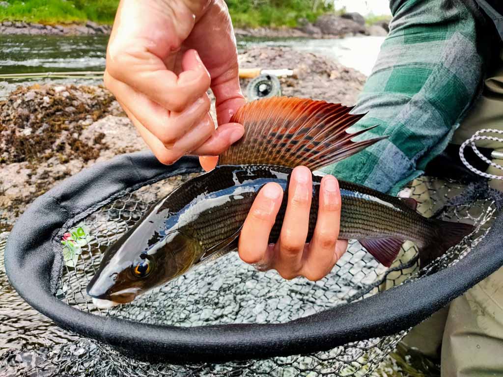 Séjour de pêche à la mouche en Suède Sorsele Laponie